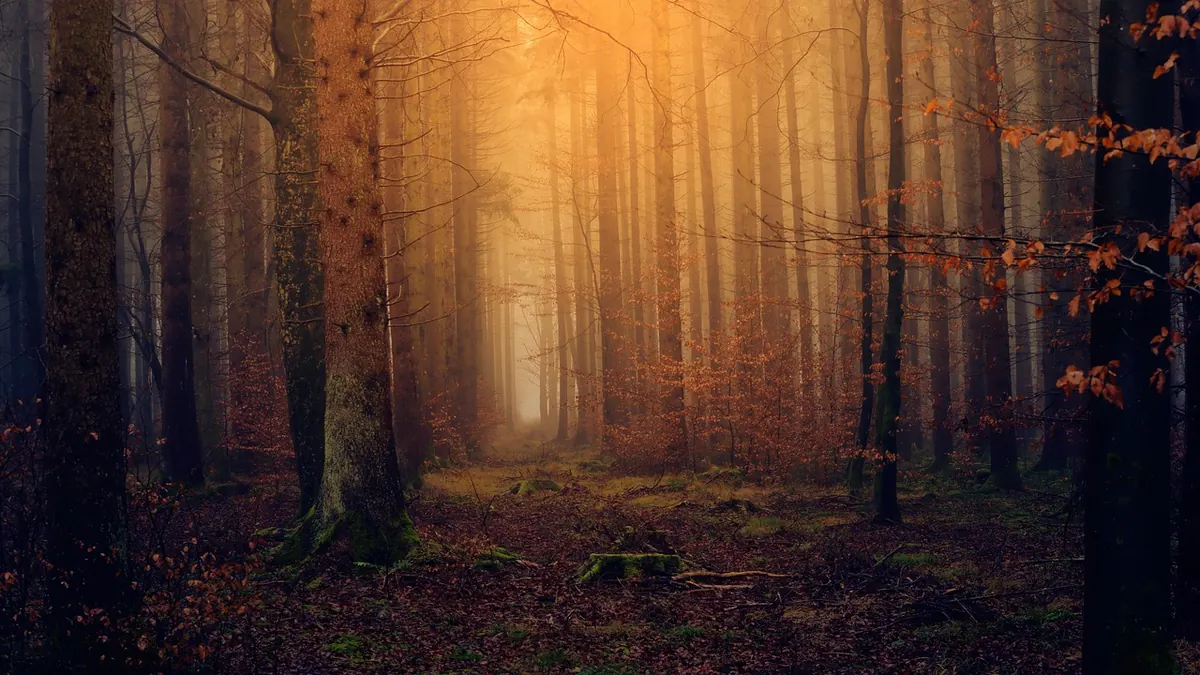 Woodland Management for Beginners: How to Coppice a Small Wood for Wildlife and Fuel